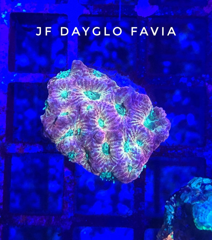 Jason Fox Dayglo