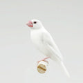 Java Finch White - New York Bird Supply
