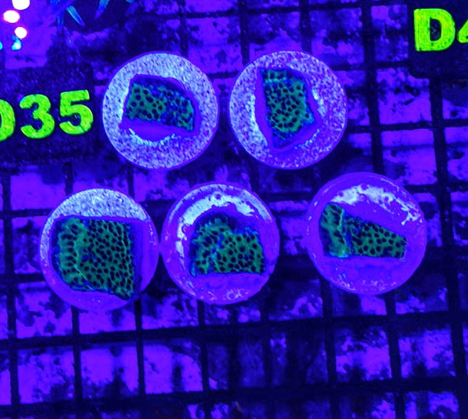 Jedi Mind Trick Montipora