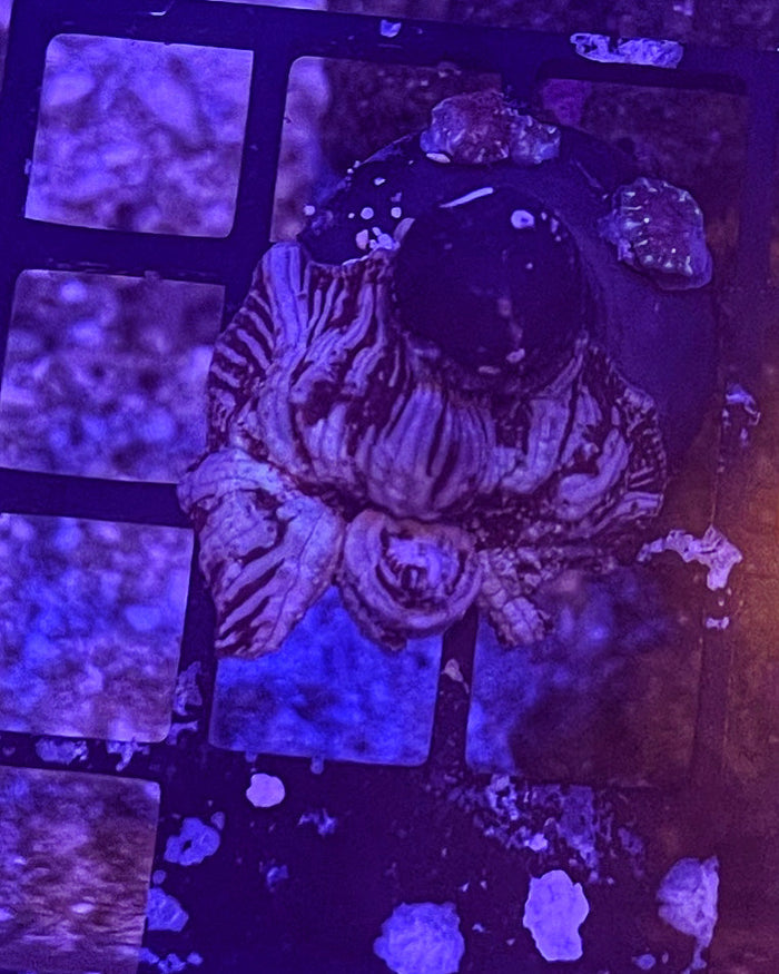 Jersey Devil Mushroom