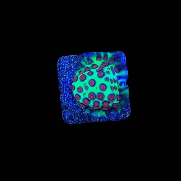 Jingle Balls Cyphastrea