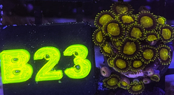 King Midas (XL 20+ Polyps)
