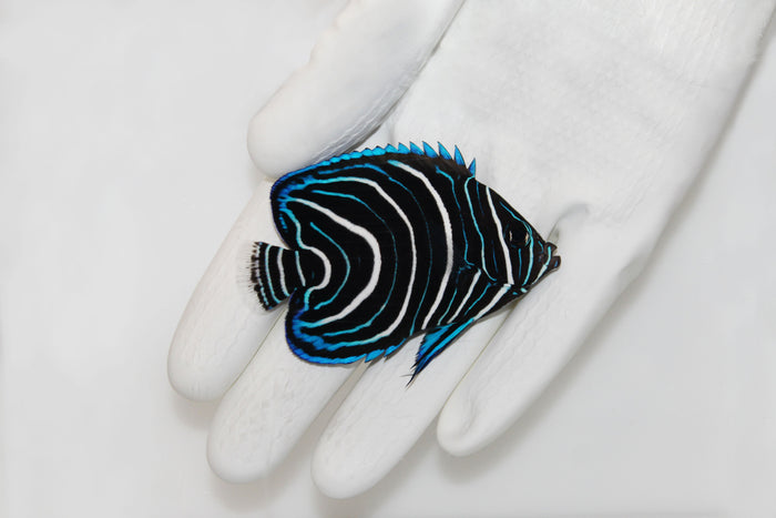 Koran Angelfish (Pomacanthus semicirculatus)