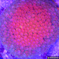 Laffy Taffy Short Polyp Goniopora