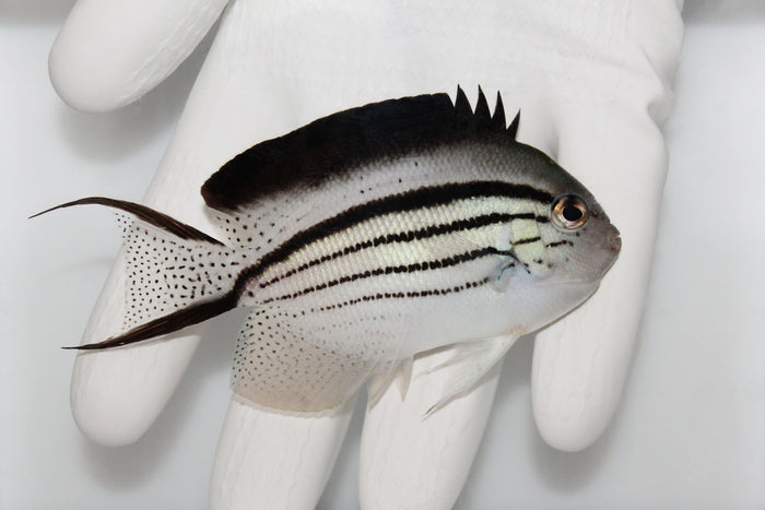 Lamarck's Angelfish (Genicanthus lamarck)8/20 (pre-order)