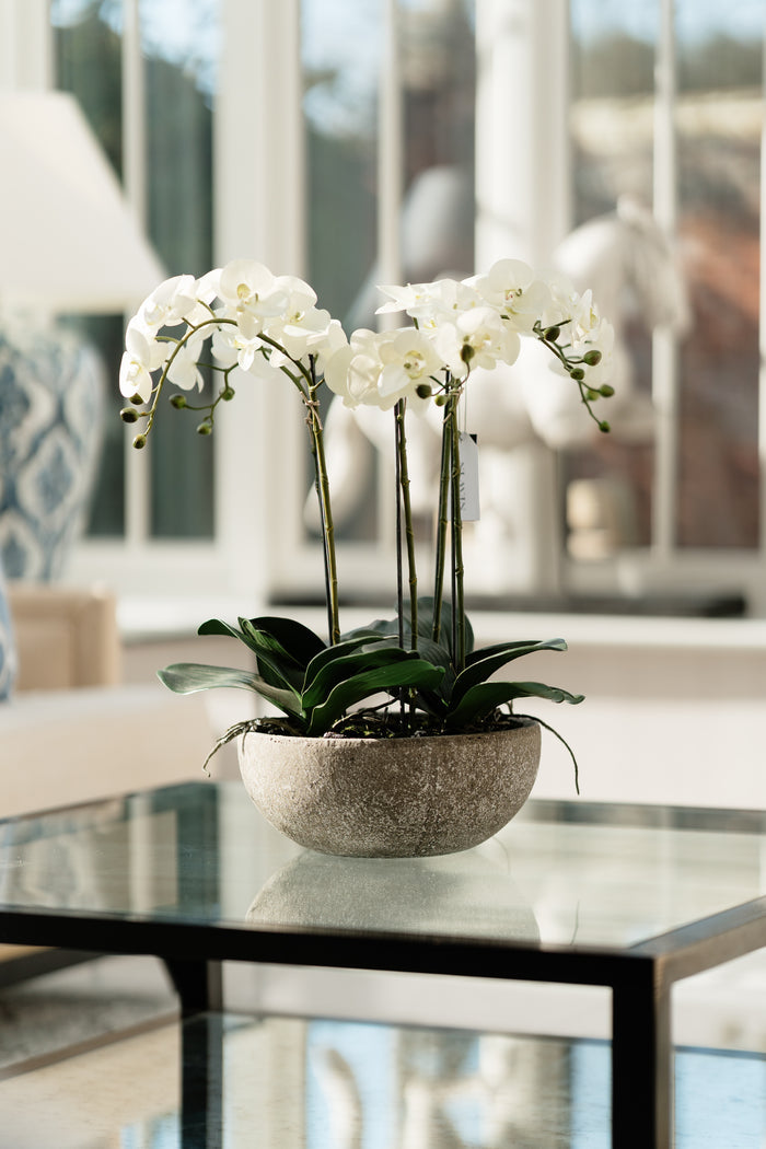 Large White Phalaenopsis Orchid Plants in Stone-look Bowl