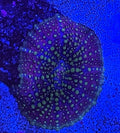 Lava Lamp Mushroom