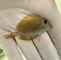 Lavender Tang (Acanthurus nigrofuscus) with lavender body and orange head spots

Spot‑Cheeked Tang grazing on reef rock

Brown surgeonfish with blue‑tinted fins in aquarium

Indo‑Pacific Lavender Surgeonfish displaying characteristic tail spine

Acanthurus nigrofuscus juveniles with orange facial blotches
