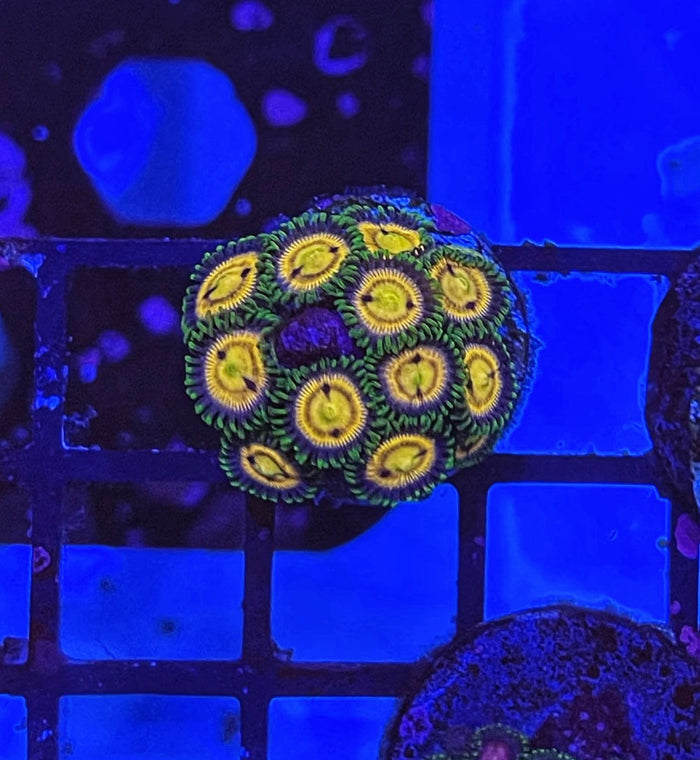 Lazer Lemon (XL Frag 20+ Polyps)