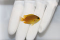 Captive bred Yellow Damsel Chrysiptera parasema swimming in reef tank

Quarantined Yellow Damsel for sale from TSM Aquatics

Bright yellow saltwater damselfish in marine aquarium

Hardy beginner friendly reef safe Yellow Damsel fish