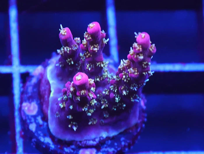 Lilac Attack Acropora Coral