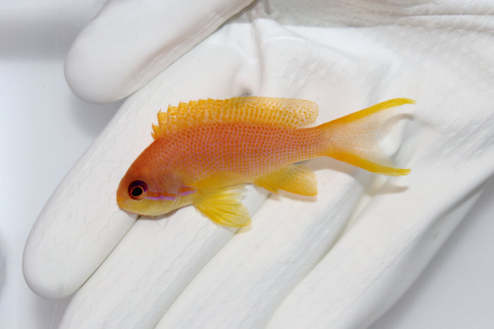 Lyretail Anthias (Pseudanthias squamipinnis)10/5-10/8 ( 14 day Qt)