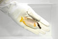 Magnificent Foxface (Siganus magnificus)