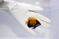 Majestic Angelfish (Pomacanthus navarchus) 10/5-10/8 (14 day Qt)