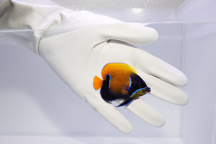 Majestic Angelfish (Pomacanthus navarchus) 10/5-10/8 (14 day Qt)