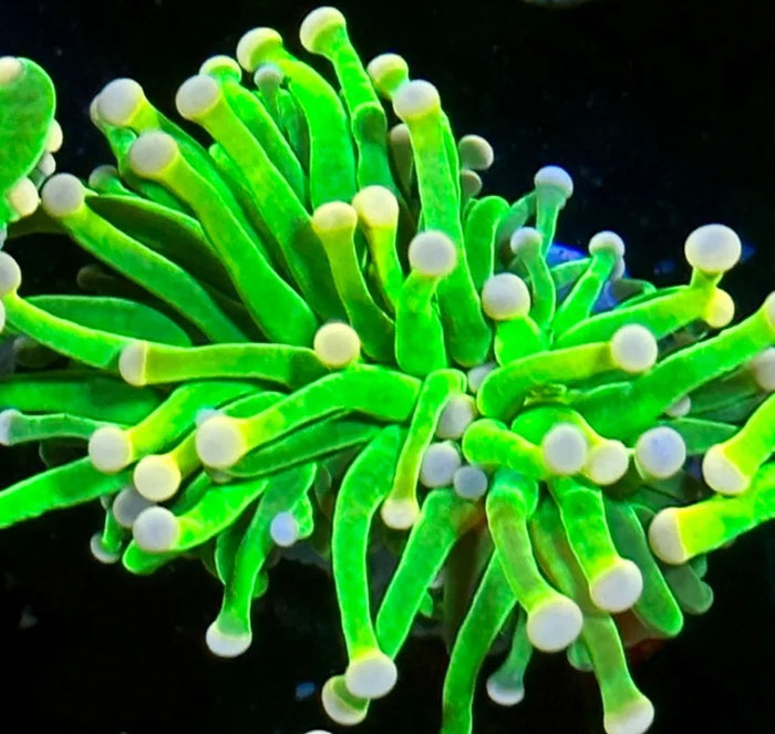 Malaysian Lime Torch