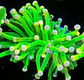 Malaysian Lime Torch