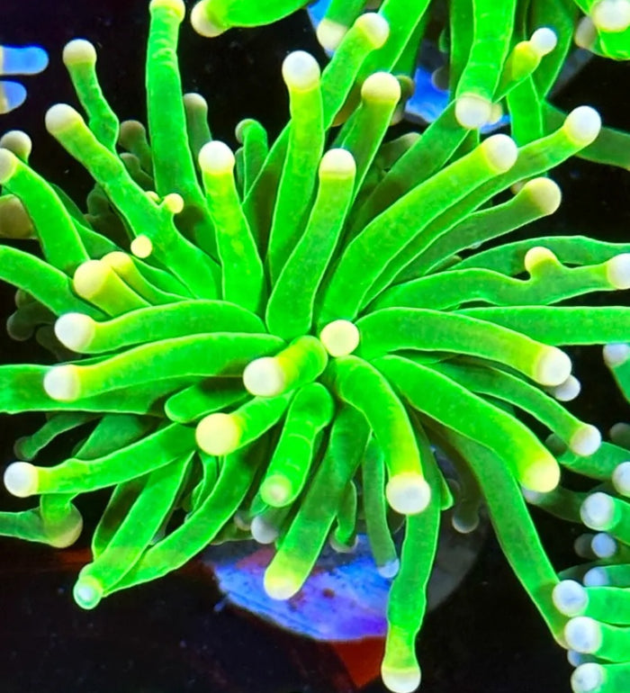 Malaysian Lime Torch
