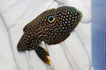 Marine Betta Calloplesiops altivelis in reef tank
Quarantined Marine Betta Fish for sale
Peaceful reef-safe Marine Betta swimming near rockwork
Spotted Marine Betta with false eye tail marking