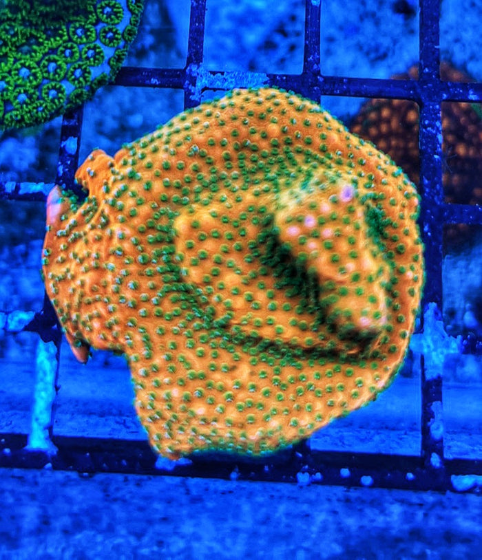 Megachrome Montipora