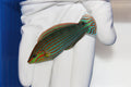 Melanurus Wrasse (Halichoeres melanurus)7/21(Pre-Order)