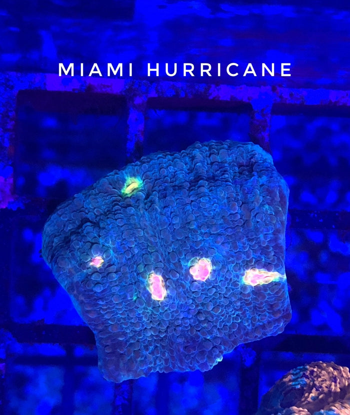 Miami Hurricane Chalice