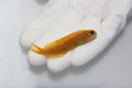 Gold Midas Blenny (Ecsenius midas)