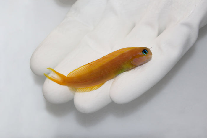 Gold Midas Blenny (Ecsenius midas)