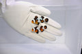 MochaVinci Clownfish Grade A (Amphiprion ocellaris)