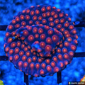 Monet Madness Cyphastrea