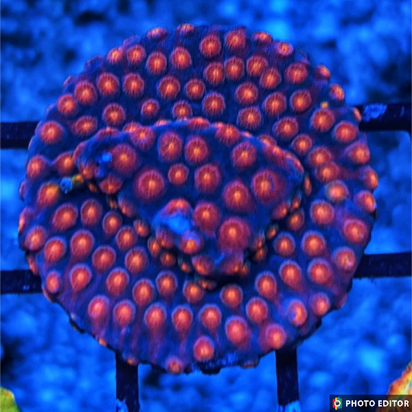 Monet Madness Cyphastrea