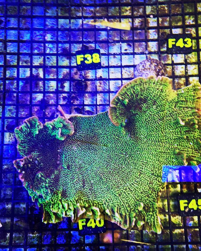 Montipora Confusa