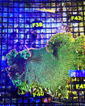 Montipora Confusa