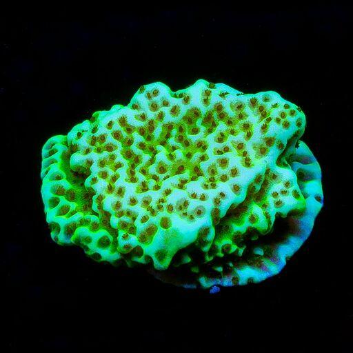 Montipora Confusa