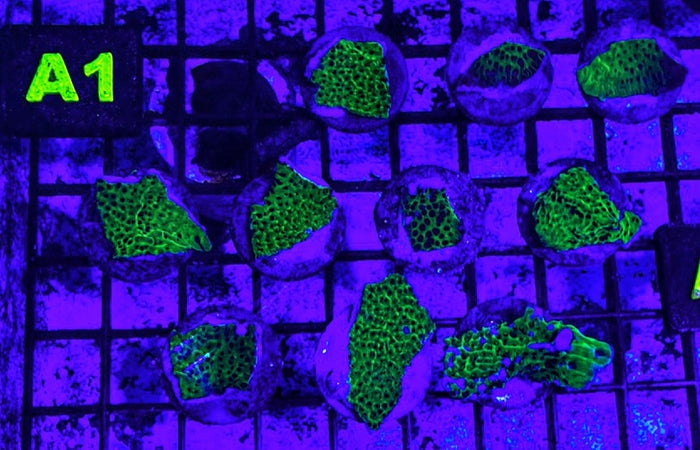 Montipora Confusa
