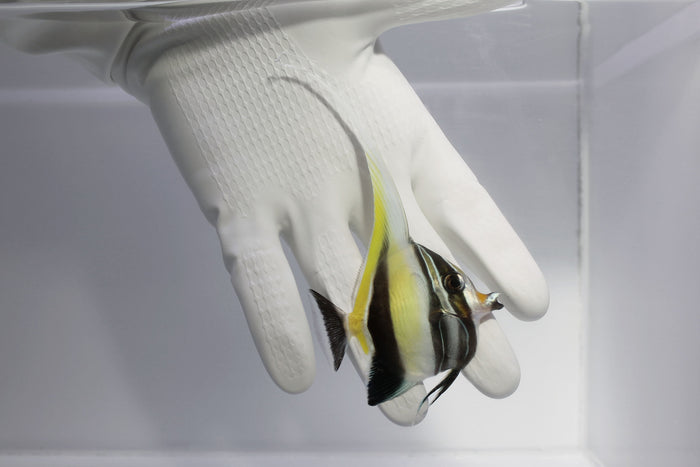 Moorish Idol Zanclus cornutus – quarantined and eating frozen mysis, spirulina brine & clam on the half shell – TSM Aquatics