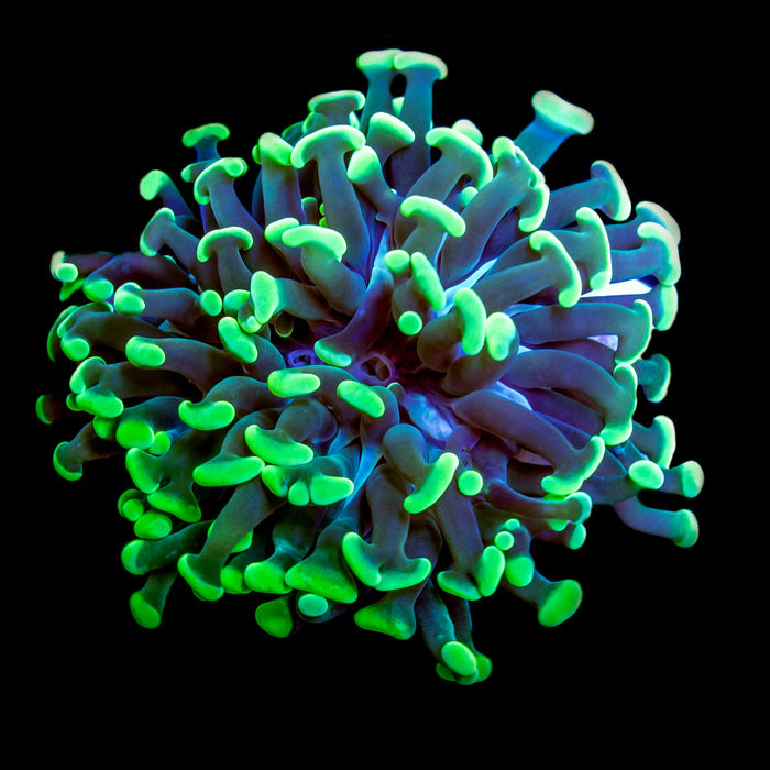 Neon Green Branching Hammer