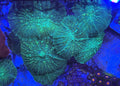 Neon Green Rhodactis Mushroom