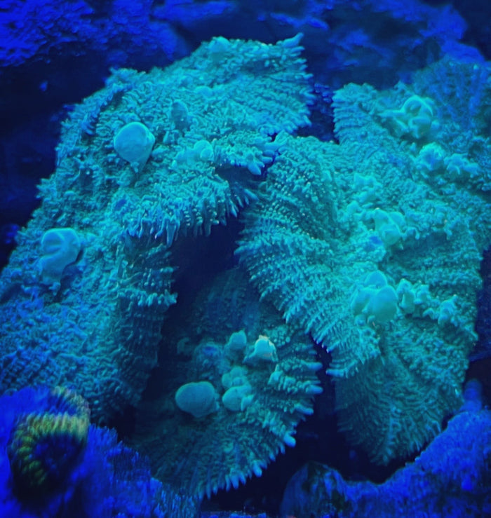 Neon Green Rhodactis Mushroom