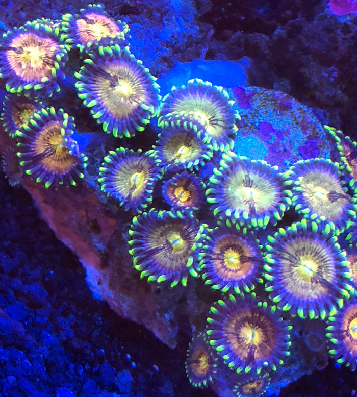 Nirvana (Large 8-10 Polyps)