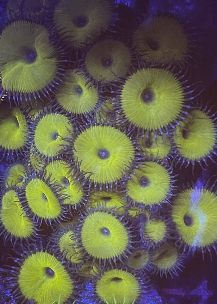 Nuclear Death Paly