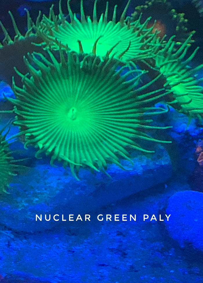 Nuclear Green Paly (Designer)
