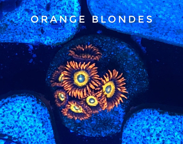 Orange Blonde/Speckled Fire & Ice