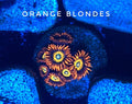 Orange Blonde/Speckled Fire & Ice