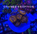Orange Eruption (Designer)