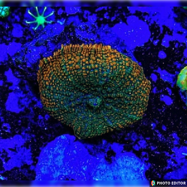 Orange green Rhodactis