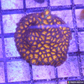 Orange Lepastrea (Wholesale Eligible)
