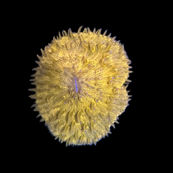 Orange Plate Coral