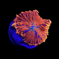 Orange Rhodactis