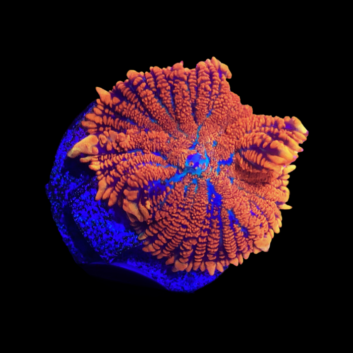 Orange Rhodactis